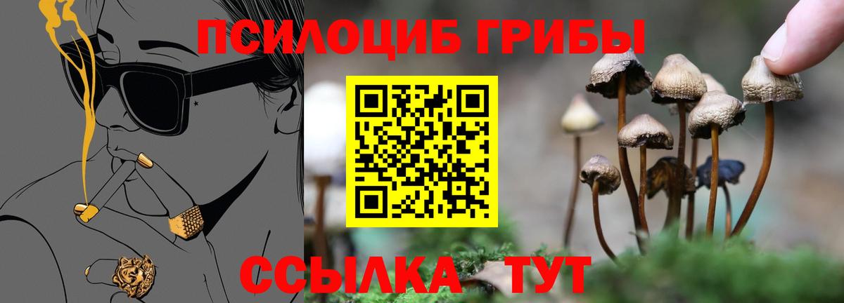 Галлюциногенные грибы Psilocybine cubensis Зерноград